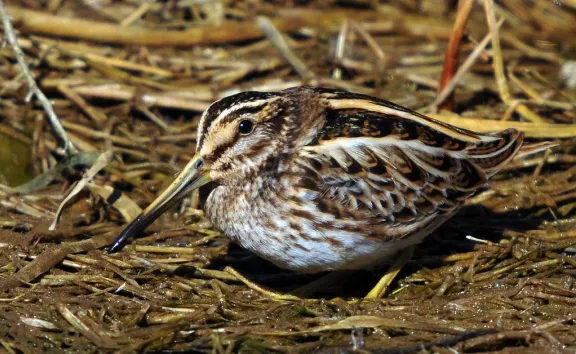 Jack snipe