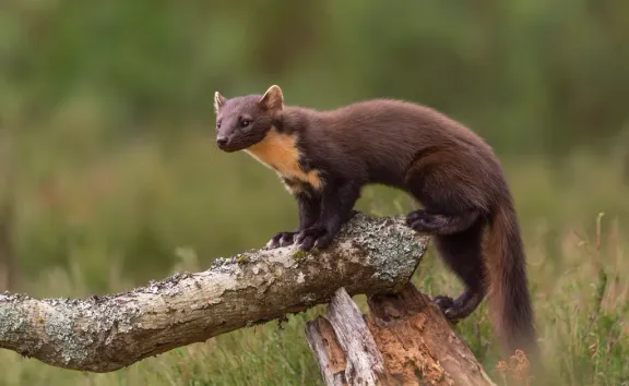European pine marten