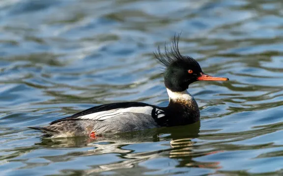 Red-breasted merganser