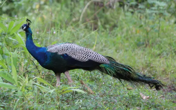 Indian peafowl