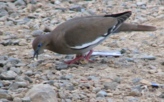 White-winged dove