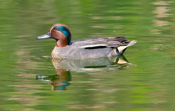 Eurasian teal