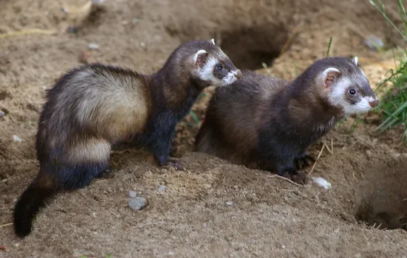 European polecat