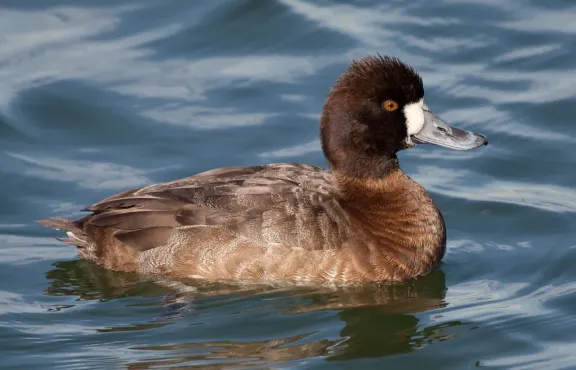 Lesser scaup