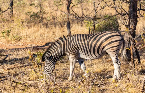 Burchell’s zebra