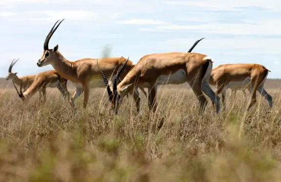Grant’s gazelle