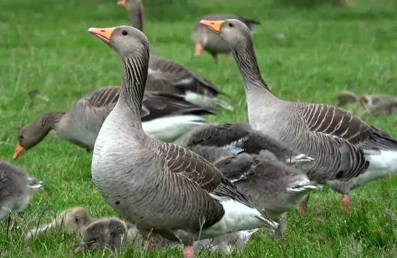 Greylag goose