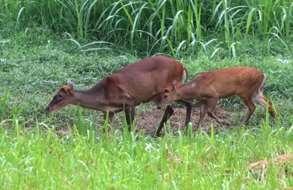 Indian muntjac