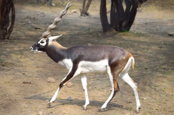 Blackbuck