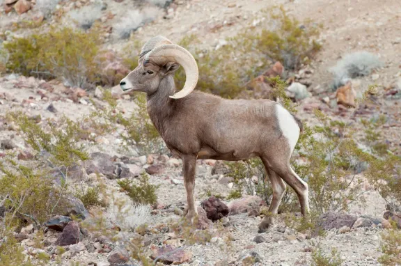 Desert bighorn sheep