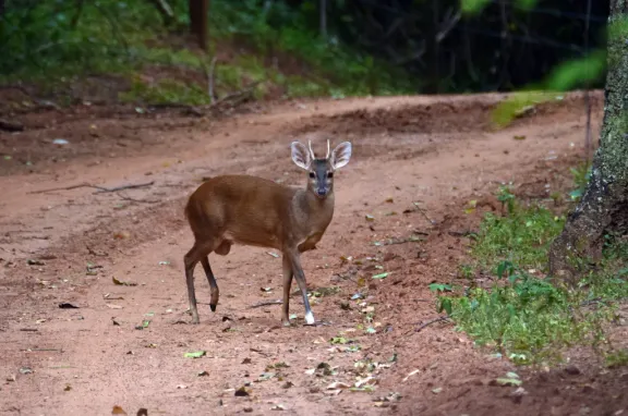 Grey brocket deer