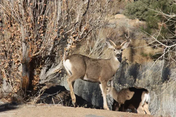 Mule deer