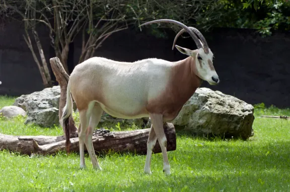 Scimitar-horned oryx