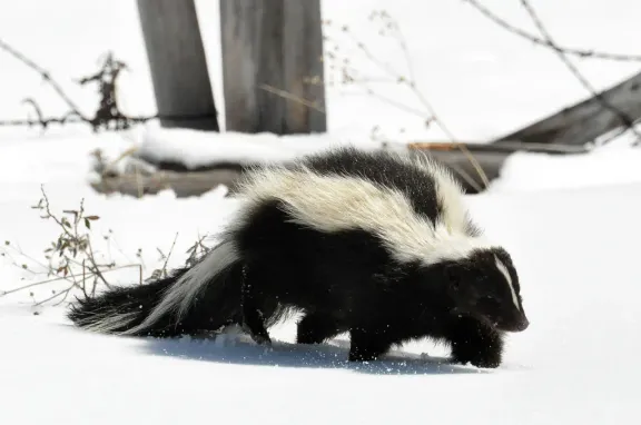 Striped skunk