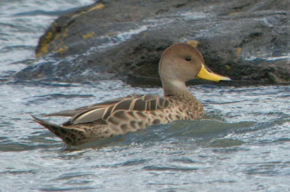 Yellow-billed pintail