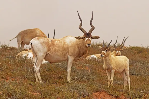 Addax