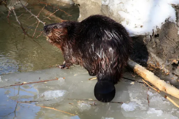 American beaver