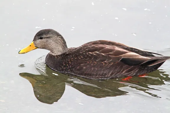American black duck