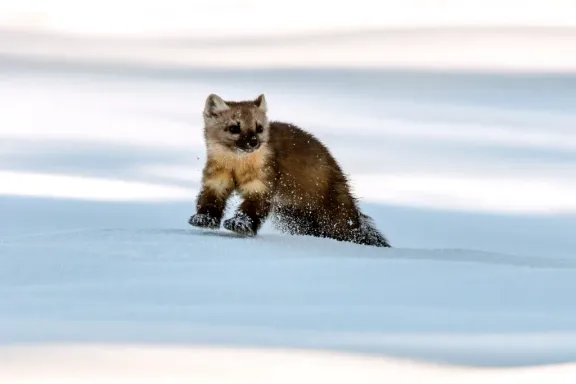 American marten