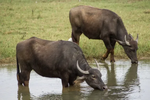 Asian water buffalo