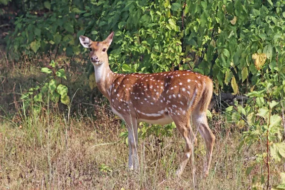 Axis deer (chital)