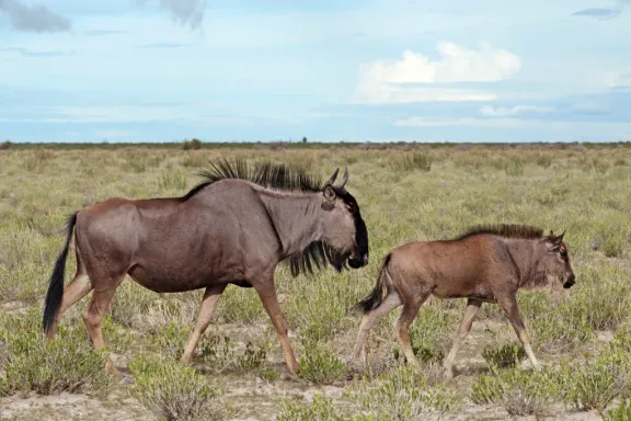 Blue wildebeest