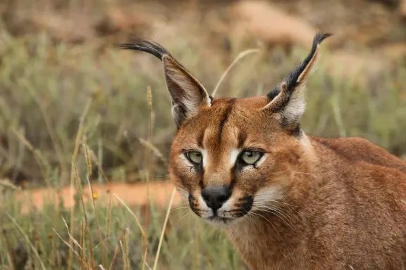 Caracal
