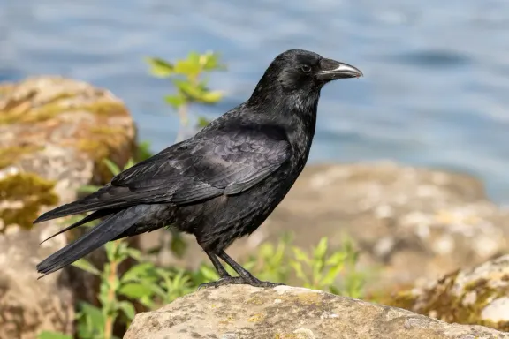 Carrion crow