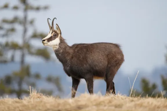 Alpine chamois