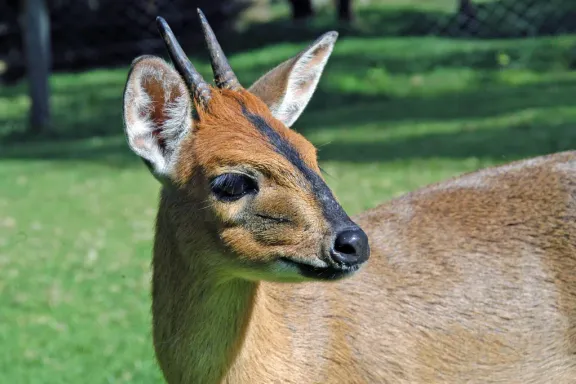 Common (grey) duiker