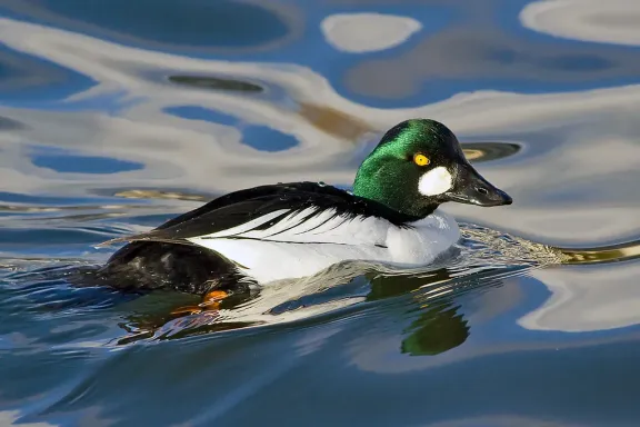 Common goldeneye