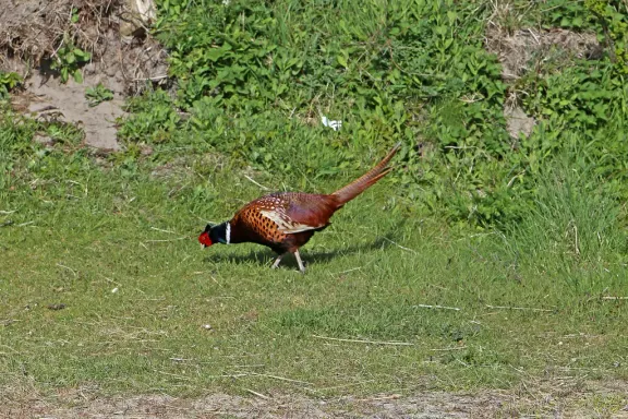 Common pheasant