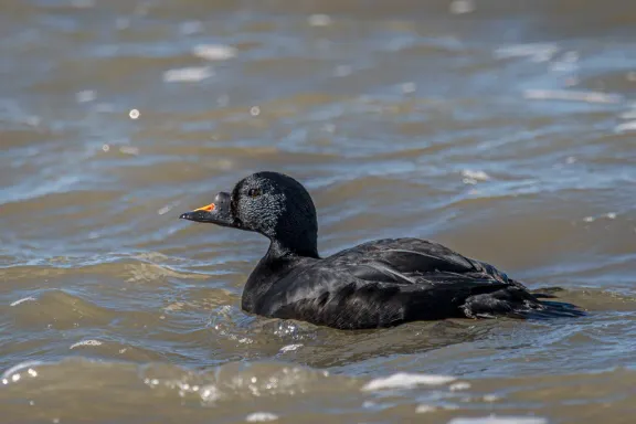 Common scoter