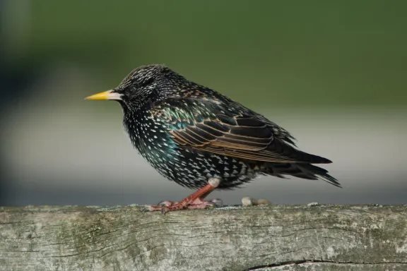 Common starling