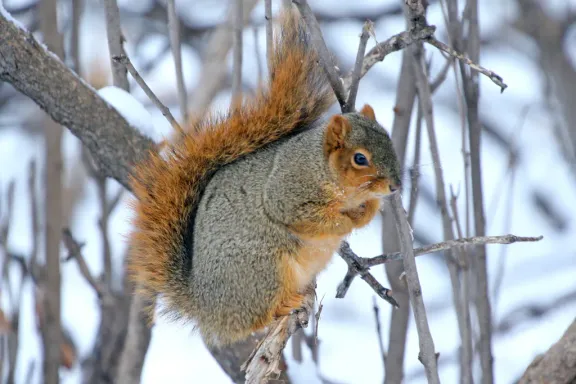 Fox squirrel