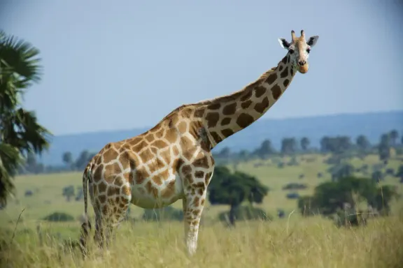 Giraffe