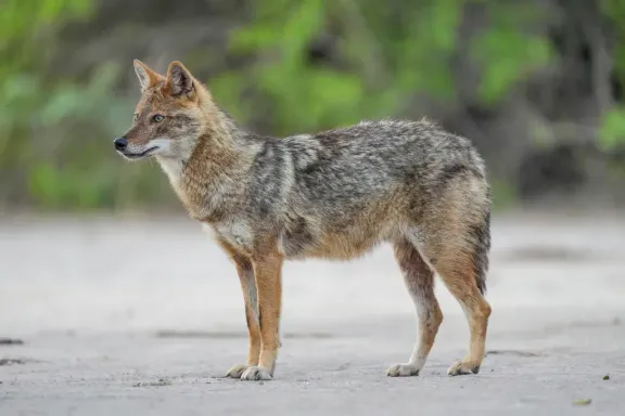 Golden jackal