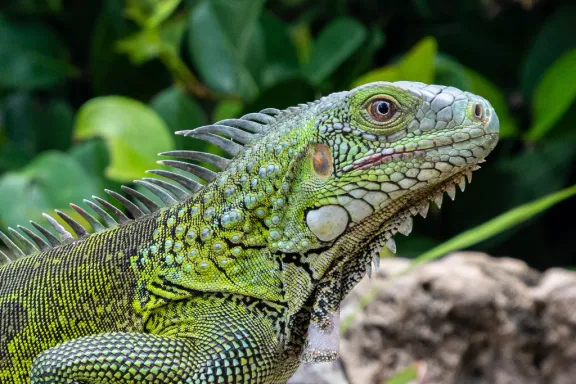 Green iguana