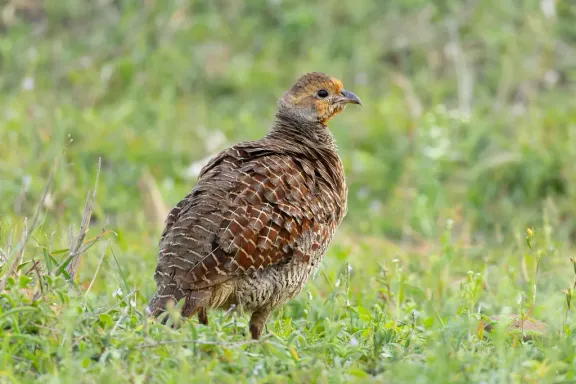 Grey francolin