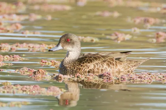Grey teal