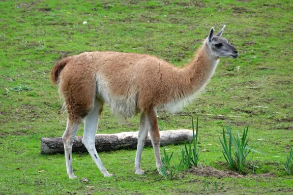 Guanaco