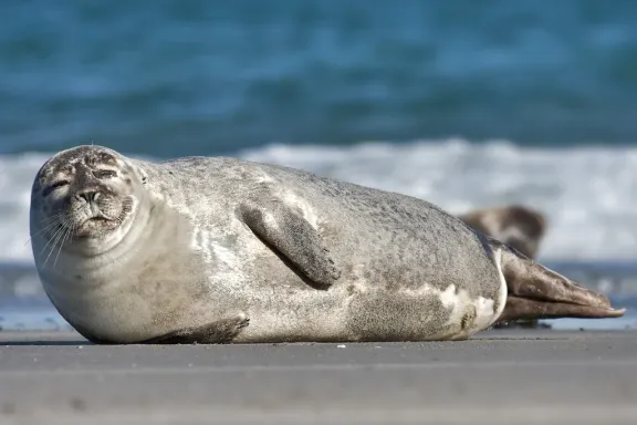 Harbour seal