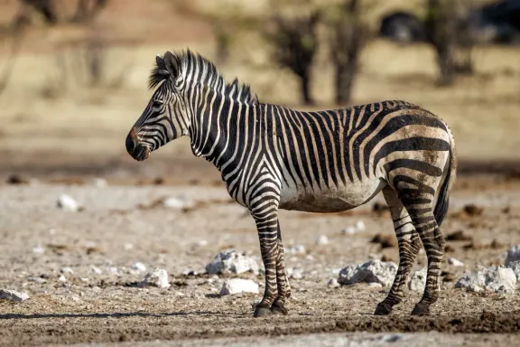 Hartmann’s mountain zebra