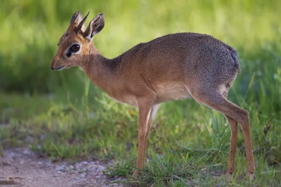 Kirk’s dik-dik