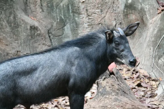 Mainland serow