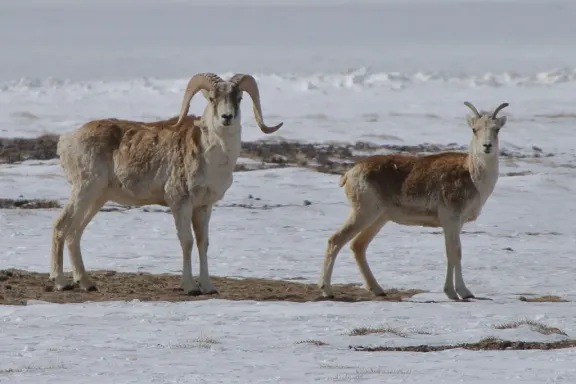 Marco Polo sheep