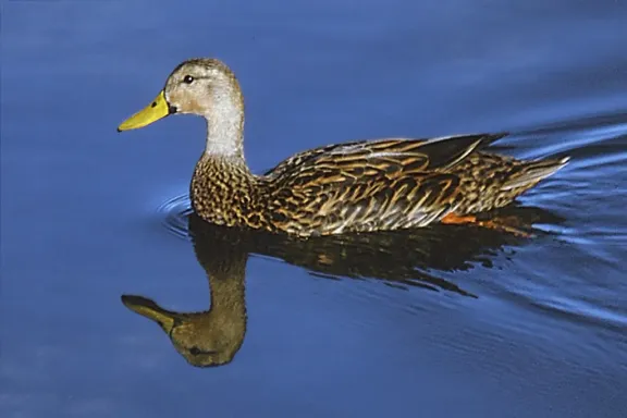 Mottled duck