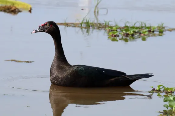 Muscovy duck