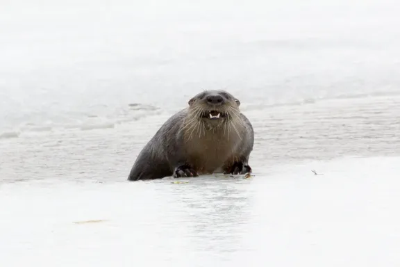 North American river otter