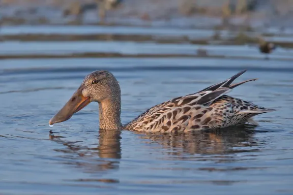 Northern shoveler